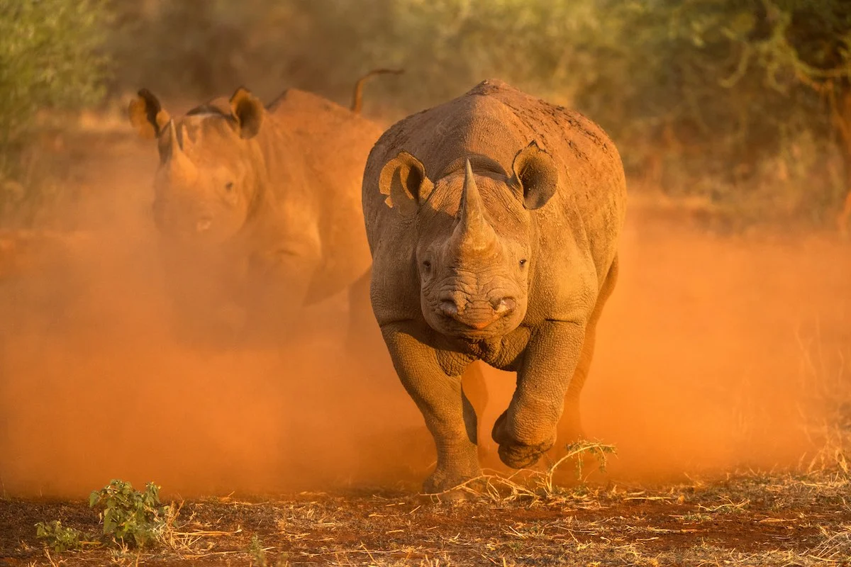 Nashorn im Madikwe Game Reserve.