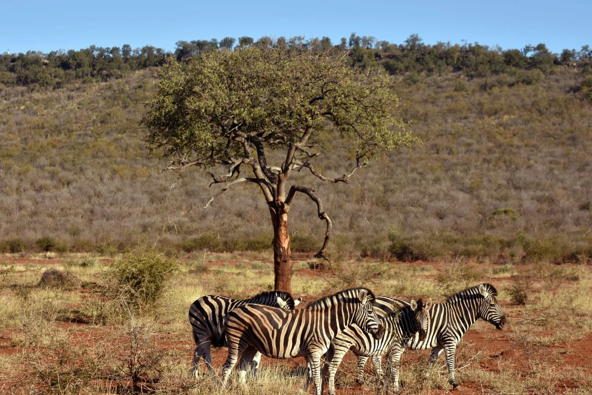 Zebras im Madikwe Game Reserve.