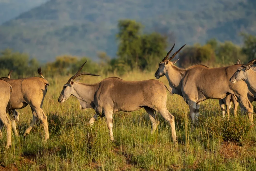 Antilopen im Pilanesberg Nationalpark.