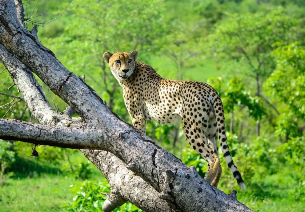 Cheetah im Sabi Sand Game Reserve.