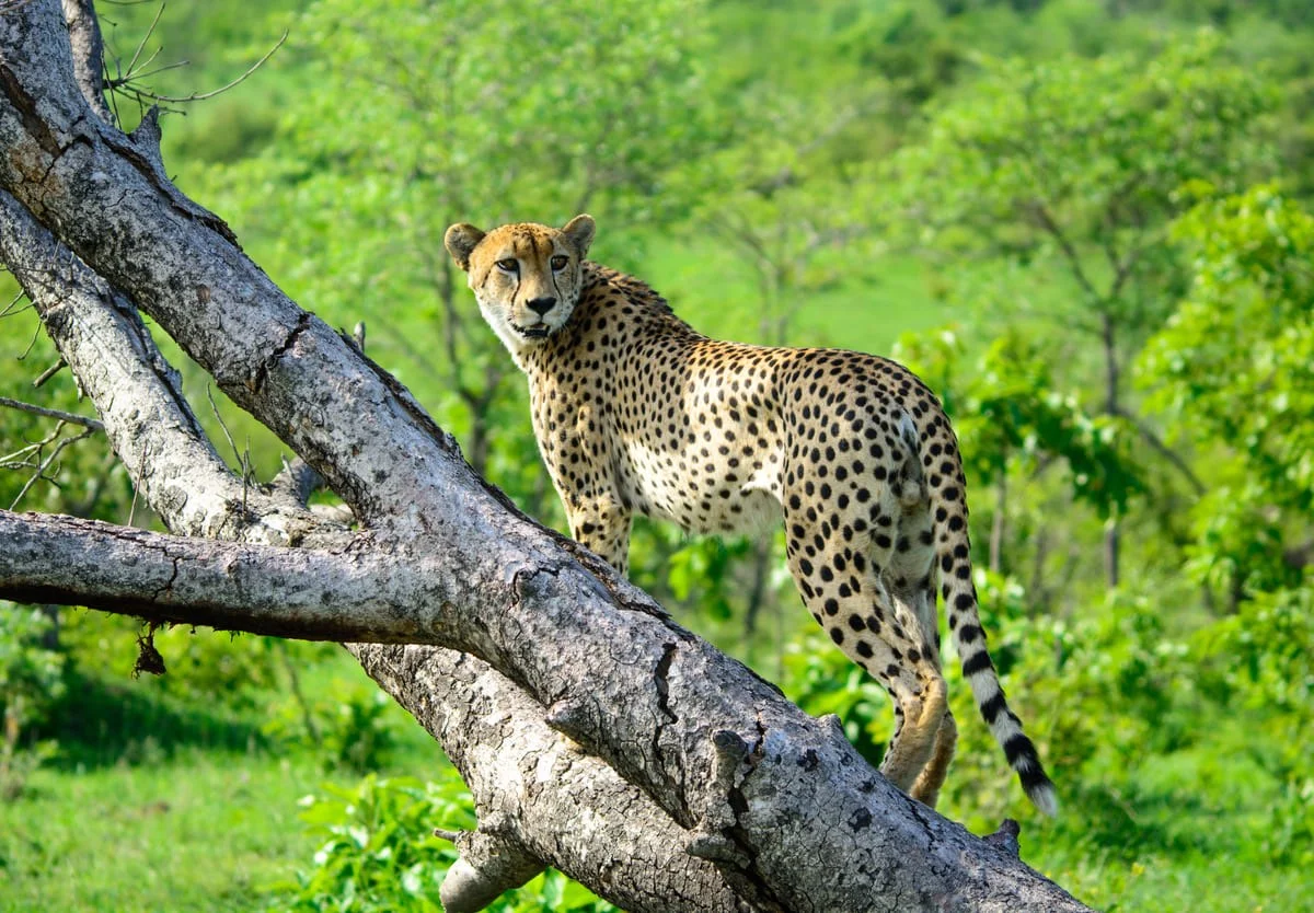 Cheetah im Sabi Sand Game Reserve.