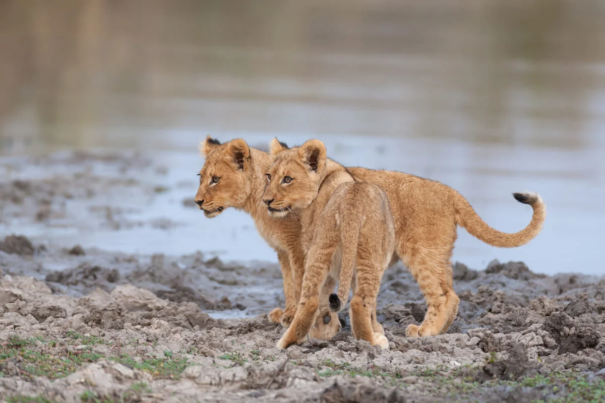 Zwei junge Löwen am Ufer eines Wasserlochs im Sabi Sand Game Reserve