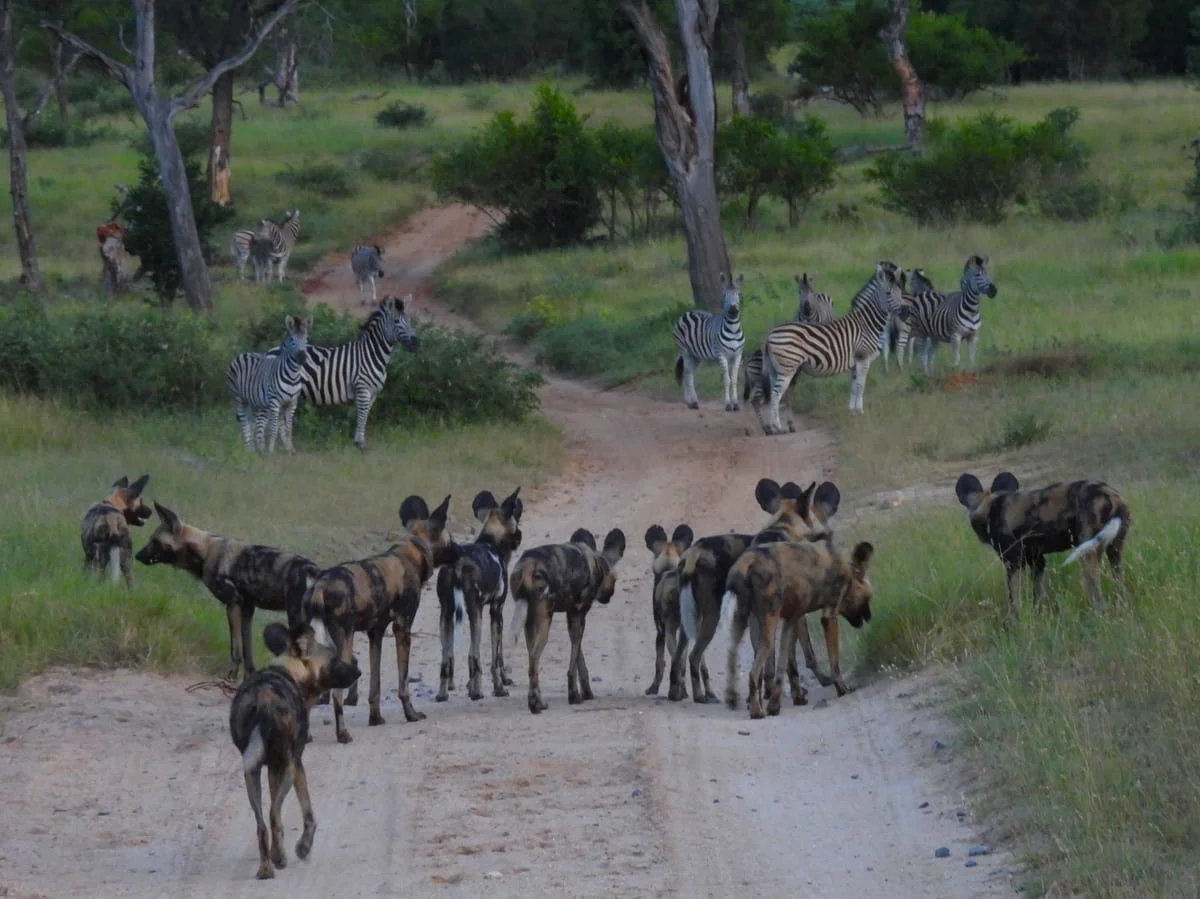 Wildhunde im Sabi Sand Game Reserve.