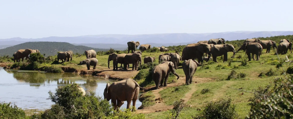 Elefanten am Wasserloch im Addo Elephant Nationalpark.