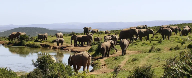Elefanten am Wasserloch im Addo Elephant Nationalpark.