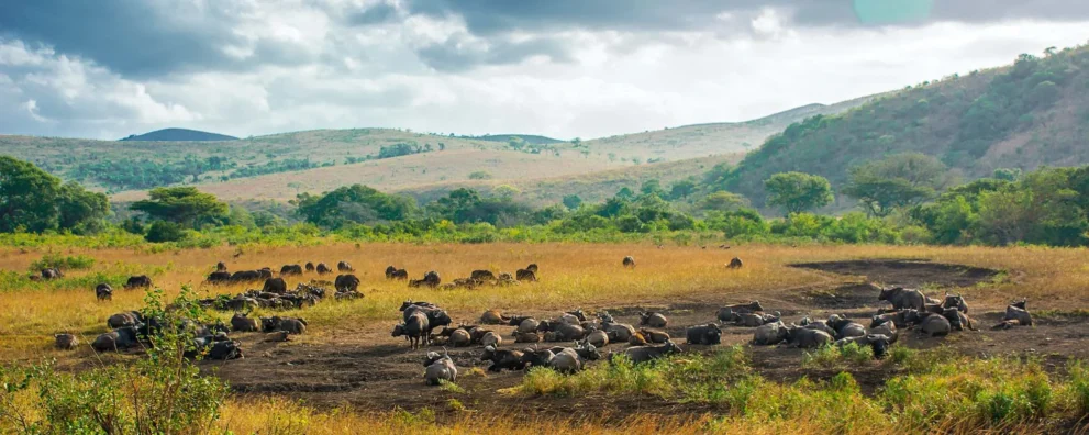 Panorama mit Büffeln im Hluhluwe iMfolozi Nationalpark.