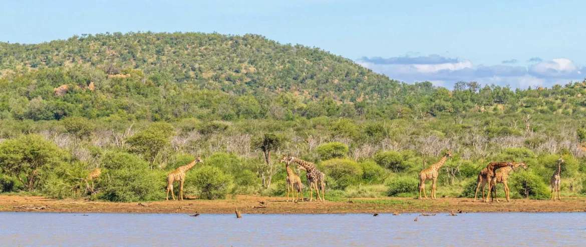 Giraffen am Wasser im Madikwe Game Reserve.