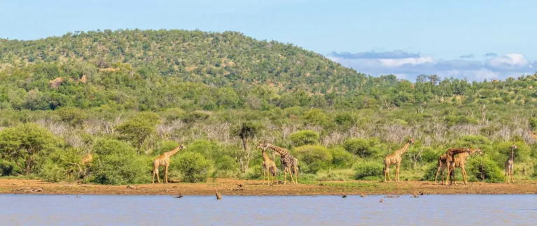 Giraffen am Wasser im Madikwe Game Reserve.