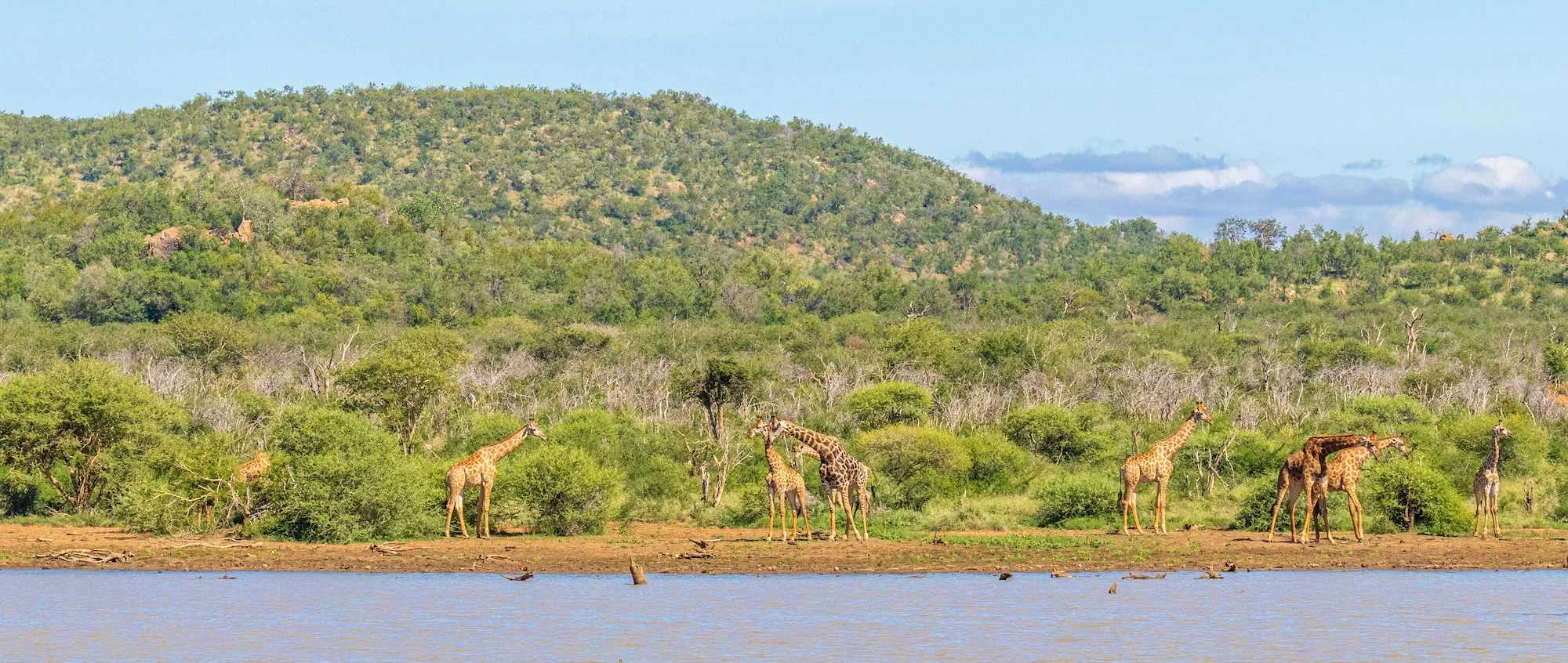 Giraffen am Wasser im Madikwe Game Reserve.