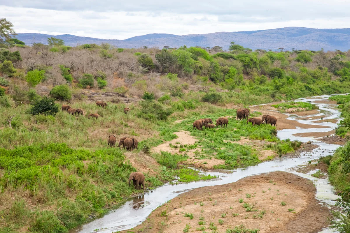 FLuss mit Elefanten im iSimangaliso Wetland Park.