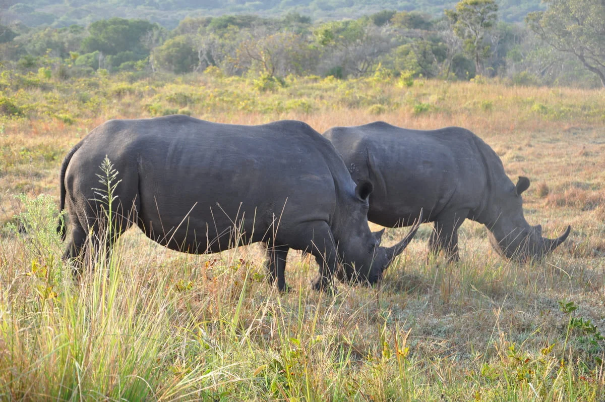 Nashörner im iSimangaliso Wetland Park.