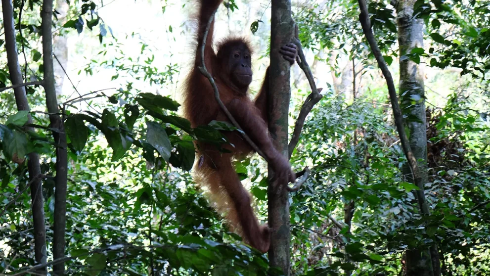 Kleiner Orang Utan in Baum