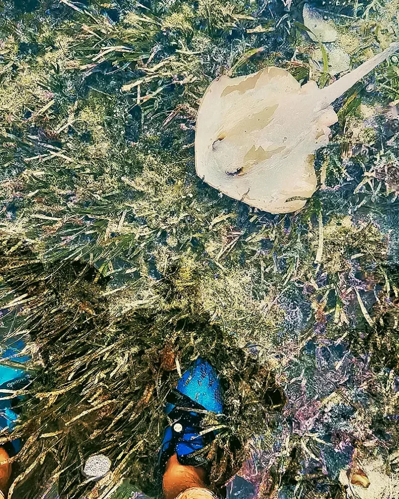 Rochen schwimmt in klarem Wasser über Seegras; im Vordergrund blaue Schuhe.