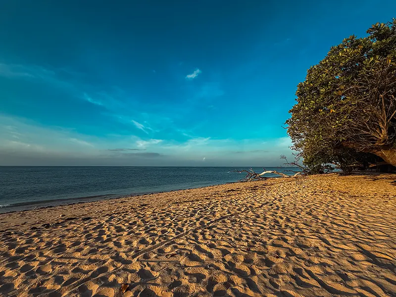 Sandstrand mit klarem Meer und Bäumen an der Küste der Survival-Insel auf den Philippinen