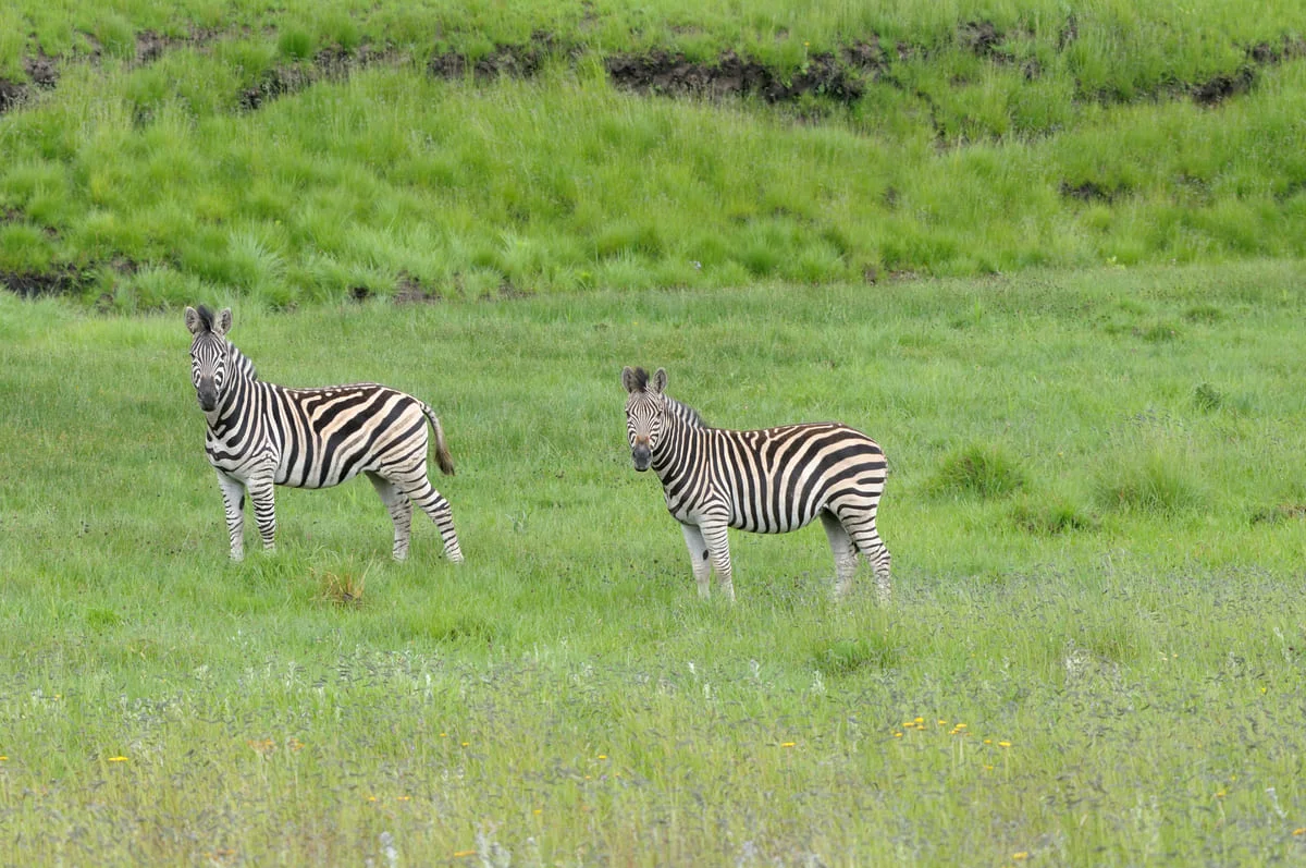 Zwei Zebras grasen friedlich auf einer grünen Wiese in malerischer Natur.