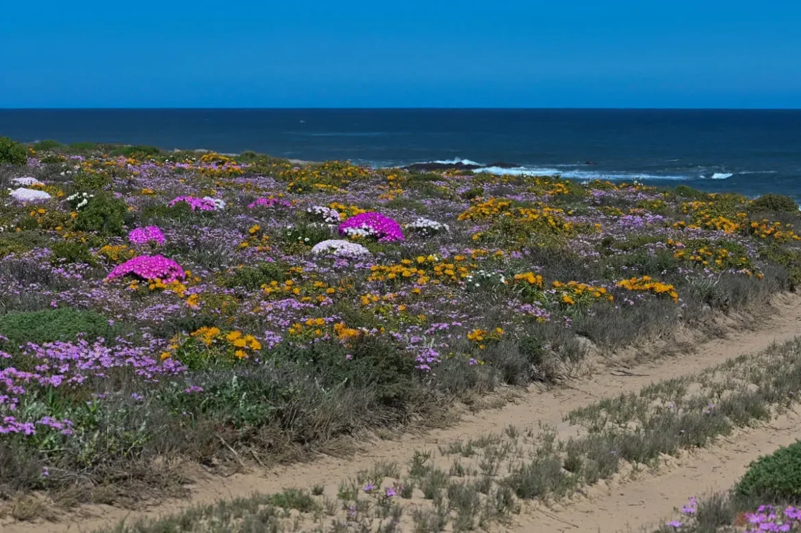 Blühende Küstenlandschaft mit bunten Blumen und Meer im Hintergrund unter klarem, blauen Himmel.