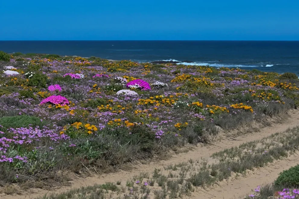 Blühende Küstenlandschaft mit bunten Blumen und Meer im Hintergrund unter klarem, blauen Himmel.
