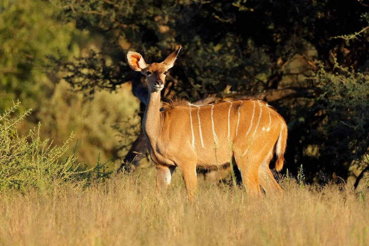 Kudu im Grasland, Rückenstreifen leuchten in der Sonne, natürlicher Lebensraum im Hintergrund.