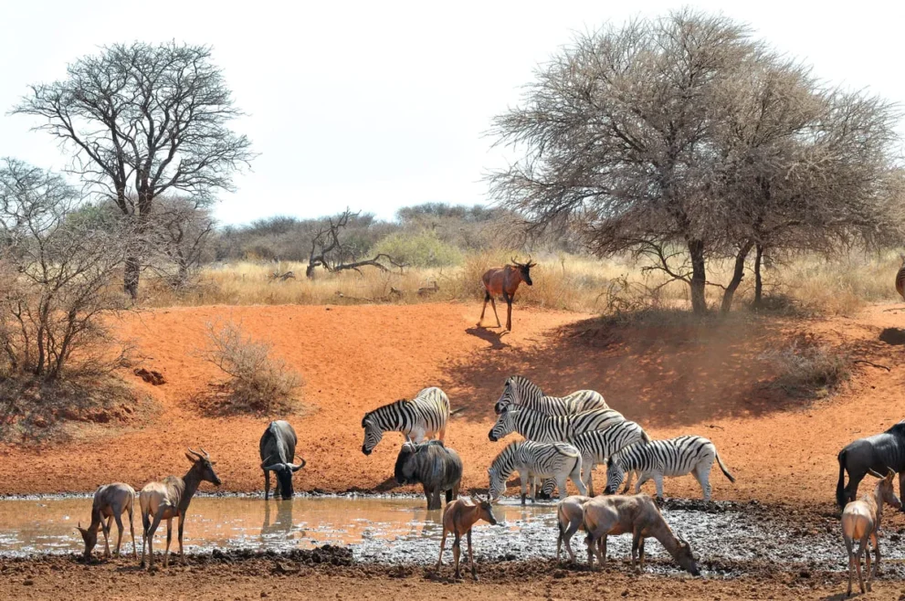 Zebras und Antilopen trinken an einem Wasserloch in einer trockenen Savanne mit Bäumen im Hintergrund.