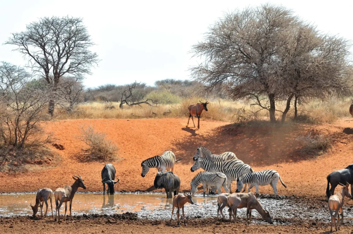 Zebras und Antilopen an einer Wasserstelle in einer afrikanischen Savanne, umgeben von Bäumen und roter Erde.