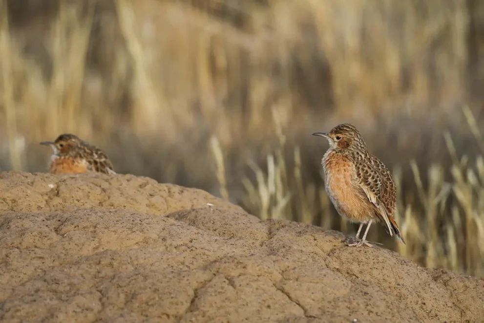 Zwei Vögel auf sandigem Untergrund in der Steppe, warmes Licht, fokussiert im rechten Vordergrund.