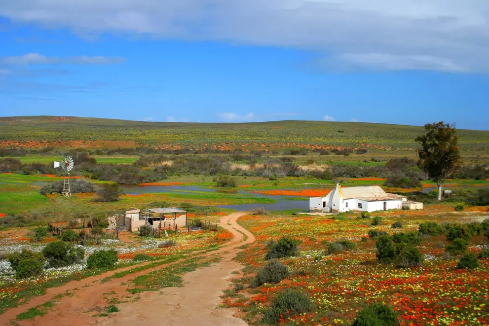 Landschaft mit wild blühenden Blumen, Bauernhaus und Windmühle unter blauem Himmel. Friedliche Naturidylle.