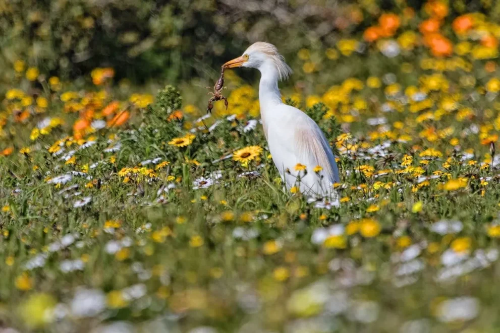 Ein Kuhreiher mit einem Skorpion im Schnabel zwischen blühenden Frühlingsblumen
