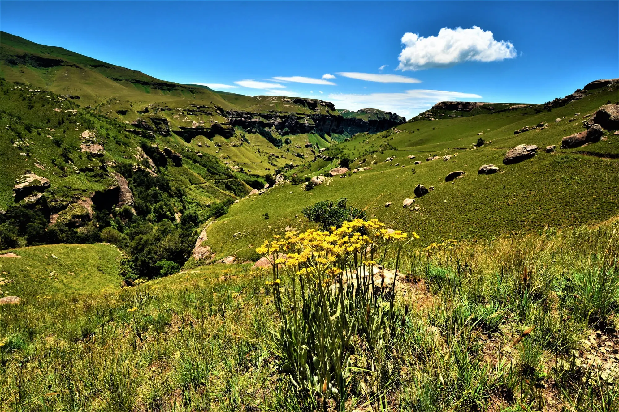 Grüne Landschaft mit Hügeln, blauen Himmel und gelben Blumen im Vordergrund; ideal für Naturreisende.