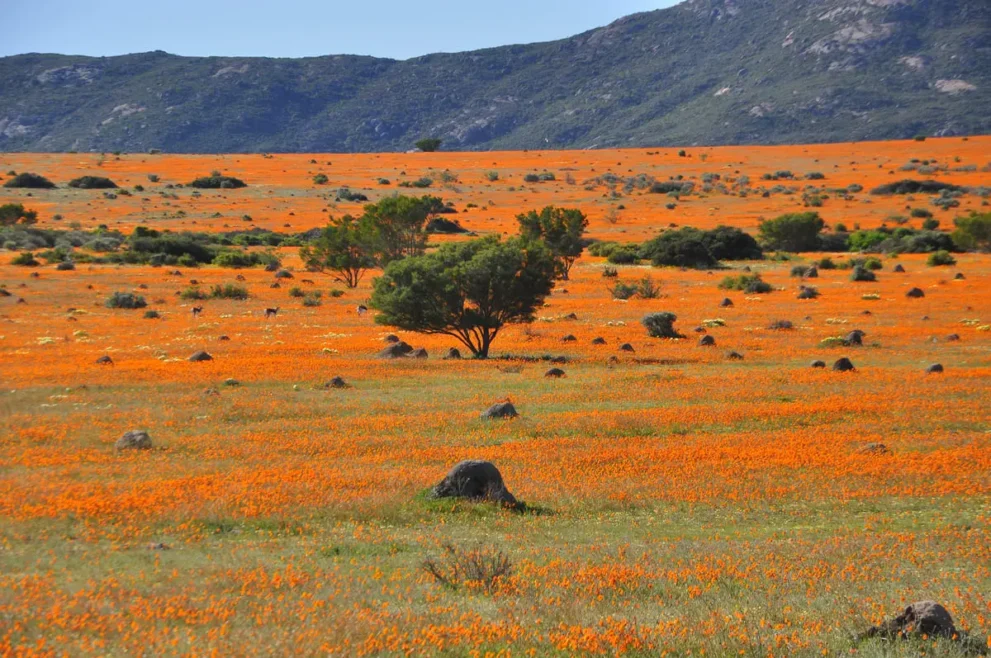 Weite, blühende Landschaft mit orangefarbenen Blumen, verstreuten Bäumen und Hügeln am Horizont.