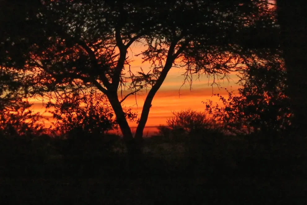 Sonnenuntergang hinter Bäumen, orange-rot leuchtender Himmel, Silhouetten schaffen eine idyllische Atmosphäre.