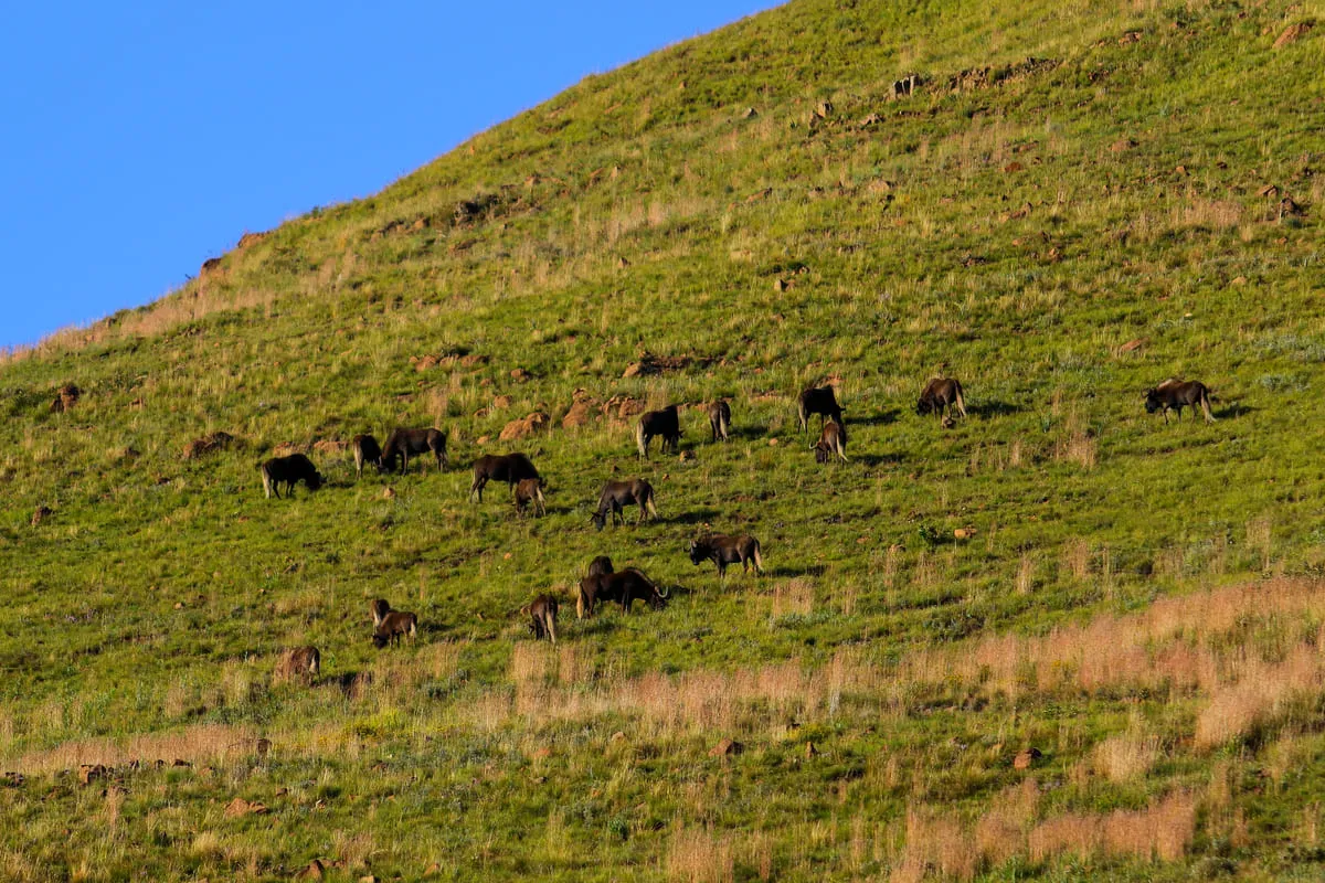 Herde Weißschwanzgnus grast an einem grünen Hang im Golden-Gate-Highlands-Nationalpark