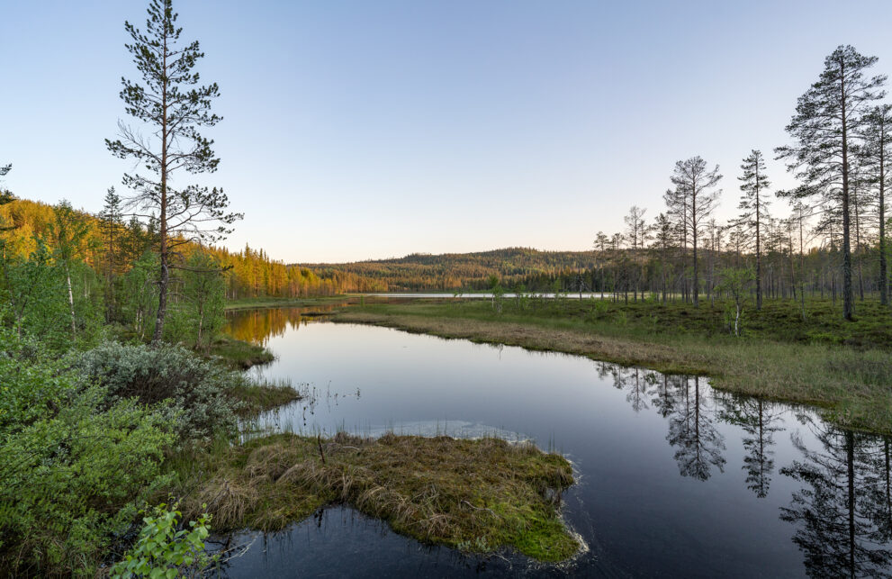Abendlicht am Bränntjärnen an der Lappmarksleden in Ångermanland, Kiefern und Moorufer spiegeln sich im Wasser