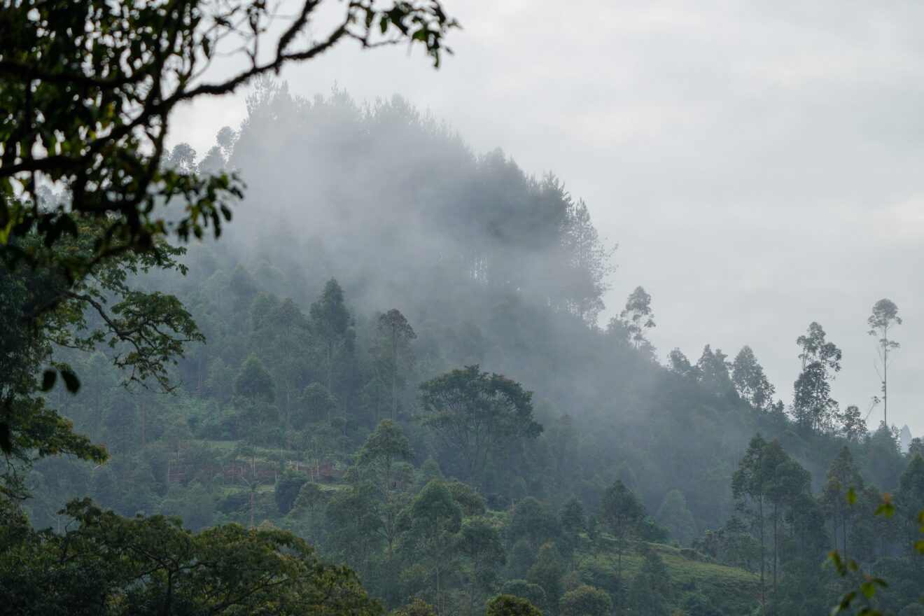 Nebel steigt über den bewaldeten Hügeln des Bwindi-Impenetrable-Nationalparks in Uganda auf
