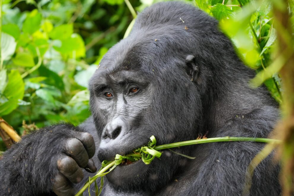 Silberrücken eines Berggorillas frisst Blätter im dichten Grün des Bwindi-Nationalparks in Uganda