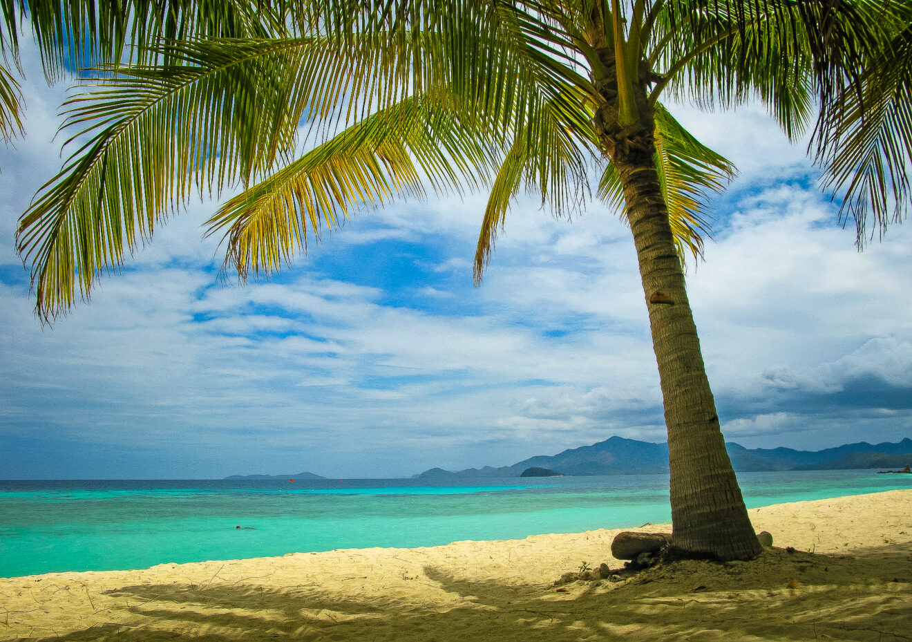 Kokospalme am hellen Sandstrand der Insel Malcapuya in den Calamian-Inseln, rund 90 Minuten per Boot von Coron in Palawan