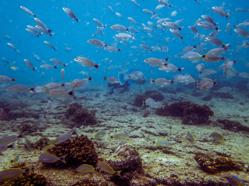 Fischschwarm über einem Korallenriff im Pazifik vor der Insel Contadora im Perlen-Archipel