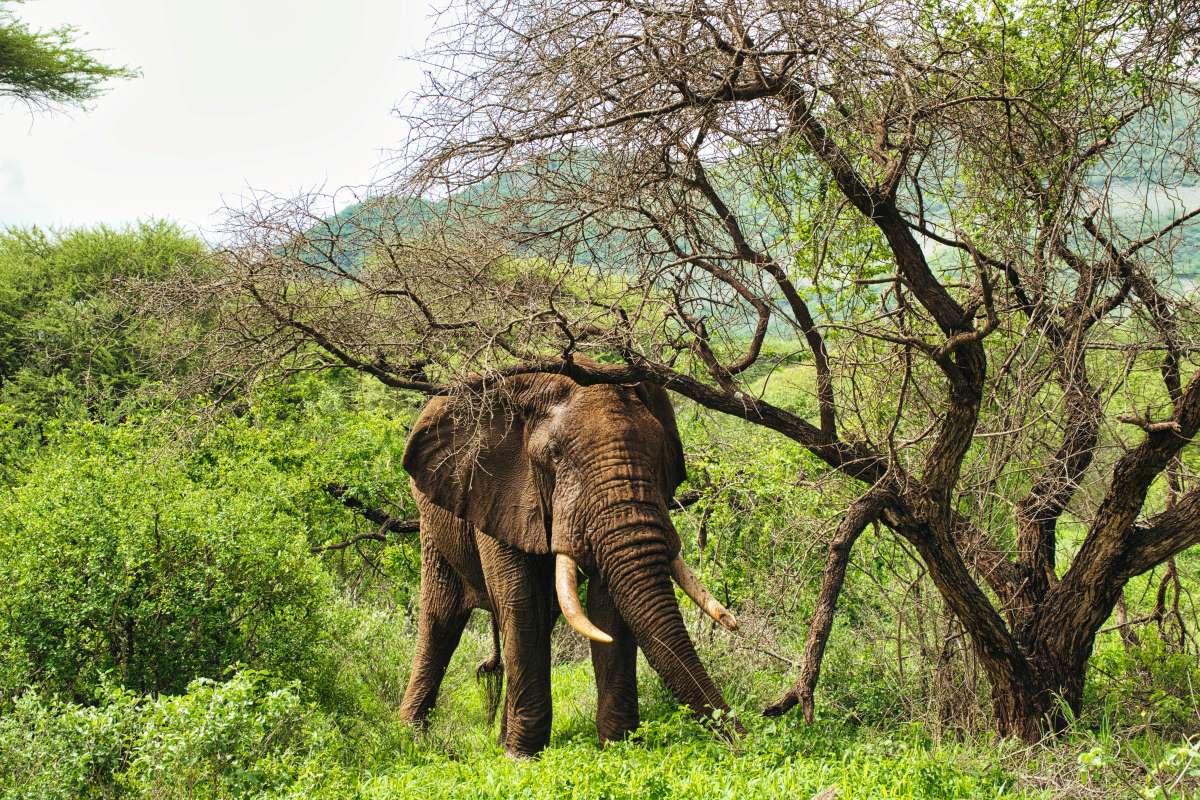 Elefant im Tsavo-West-Nationalpark
