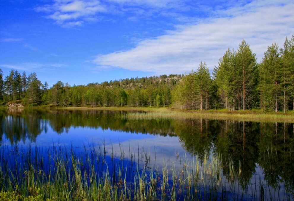Waldsee im Naturreservat Hörnsjön bei Örnsköldsvik, Kiefern und Fichten spiegeln sich im stillen Wasser