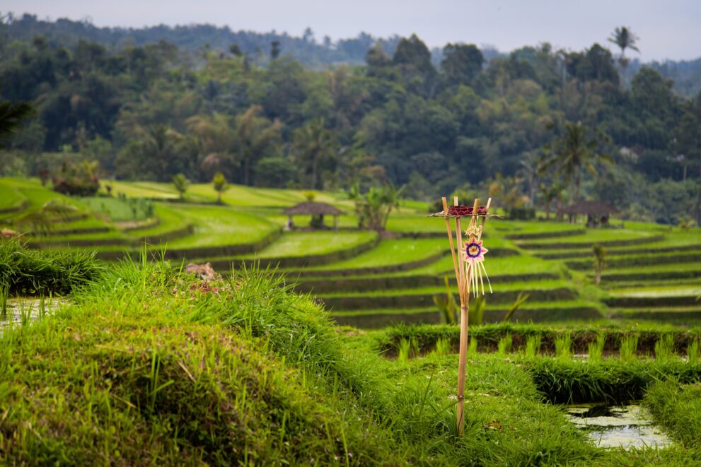 Kleine Opfergabe aus Bambus und Palmblatt zwischen den Reisterrassen von Jatiluwih am Fuß des Batukaru auf Bali