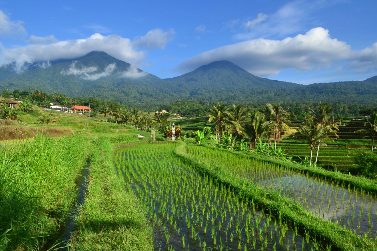 Grüne Reisfelder der Subak-Landschaft von Jatiluwih in Tabanan auf Bali, dahinter bewaldete Berge unter Wolken