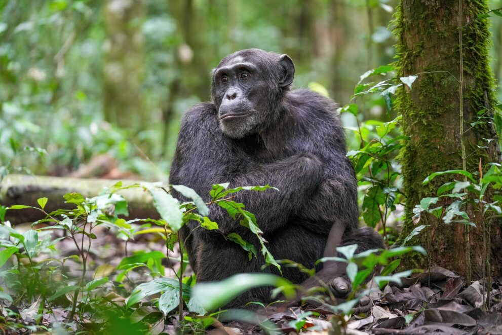 Schimpansen-Alphamännchen sitzt auf dem Waldboden im Kibale-Nationalpark in Uganda