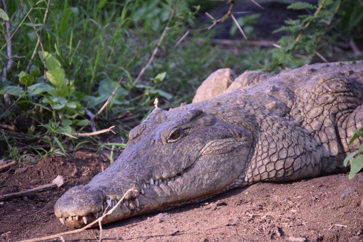 Krokodil im Tsavo-West-Nationalpark
