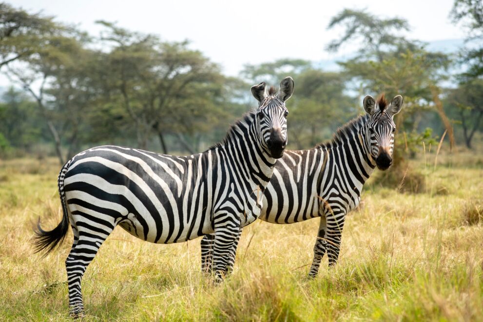 Zwei Steppenzebras stehen im Gras zwischen Akazien im Lake-Mburo-Nationalpark in Uganda
