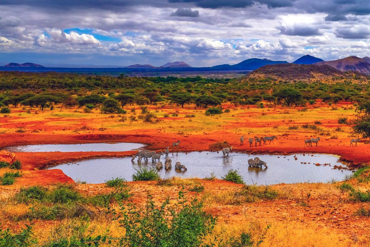 Zebras in der Landschaft des Tsavo West