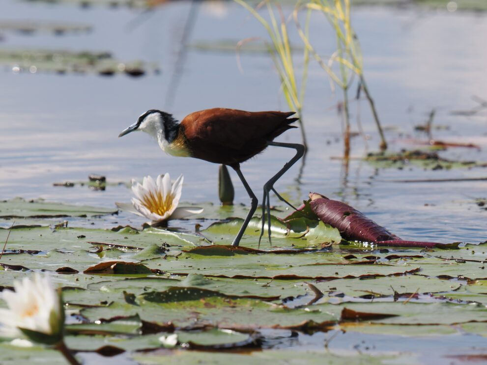 Ein Blaustirn-Blatthühnchen läuft über Seerosenblätter am Thamalakane-Fluss bei Maun in Botswana