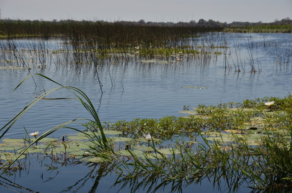 Schilf, Seerosen und stilles Wasser in den Feuchtgebieten am Thamalakane-Fluss in Maun, Botswana
