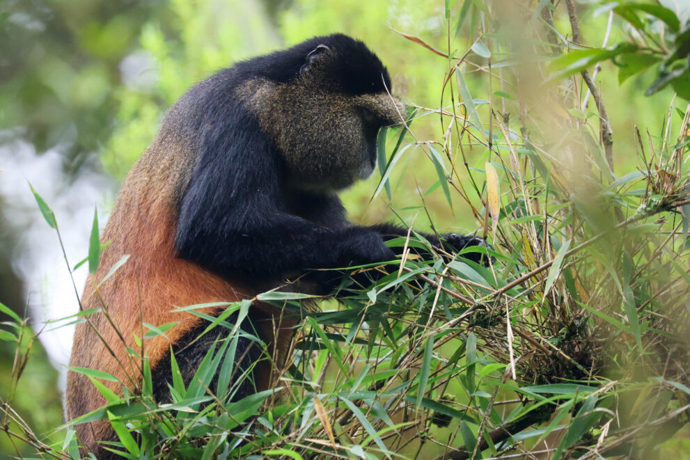 Goldmeerkatze frisst Bambusblätter im Bambuswald des Mgahinga-Gorilla-Nationalparks in Uganda