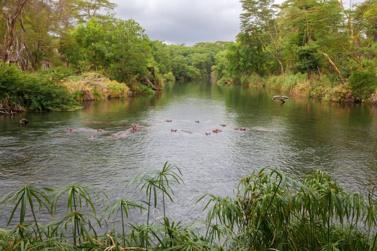 Mzima-Quellen im Tsavo-West-Nationalpark