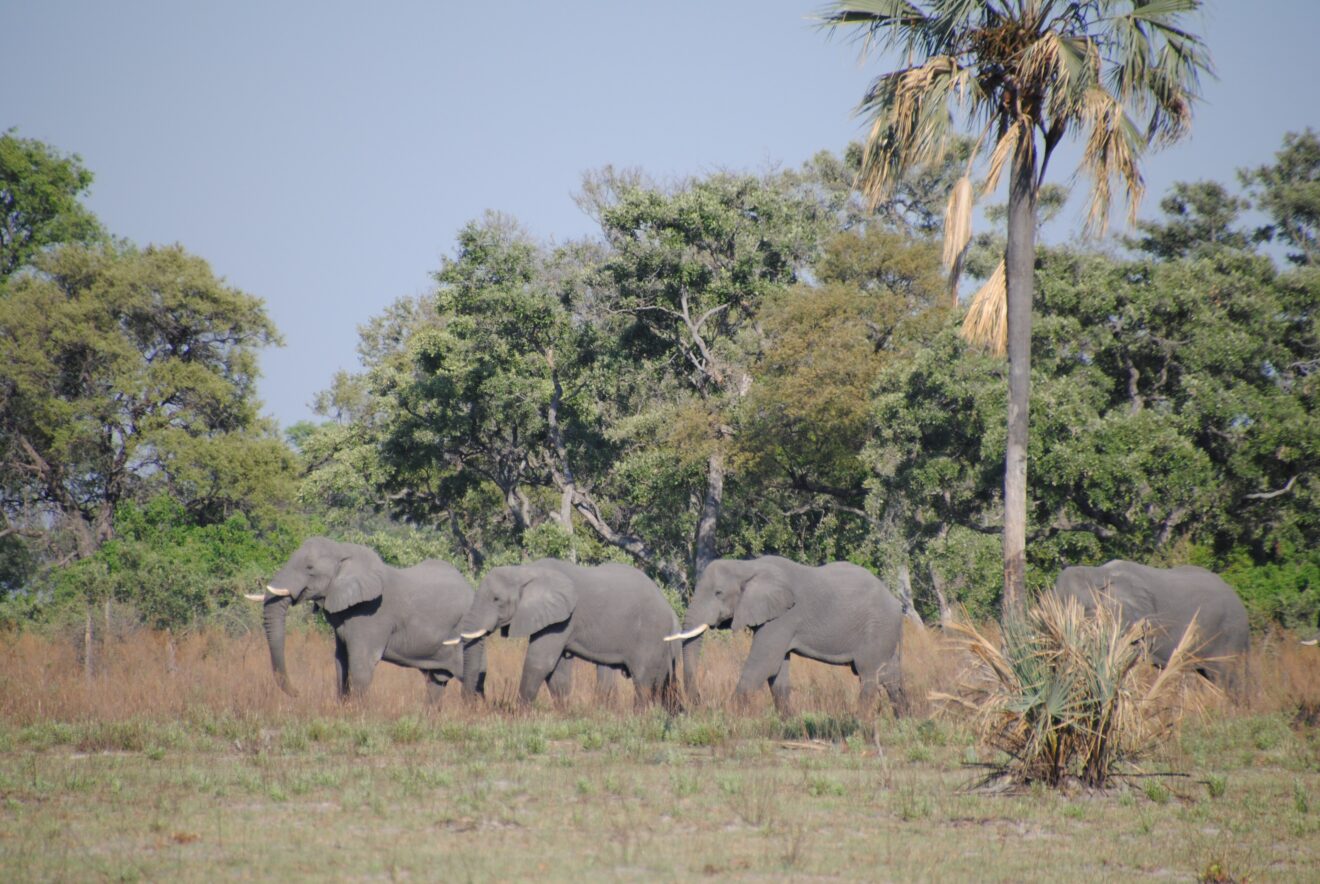 Mehrere Elefanten ziehen hintereinander an einer Palme und dichtem Wald vorbei, Okavango-Delta