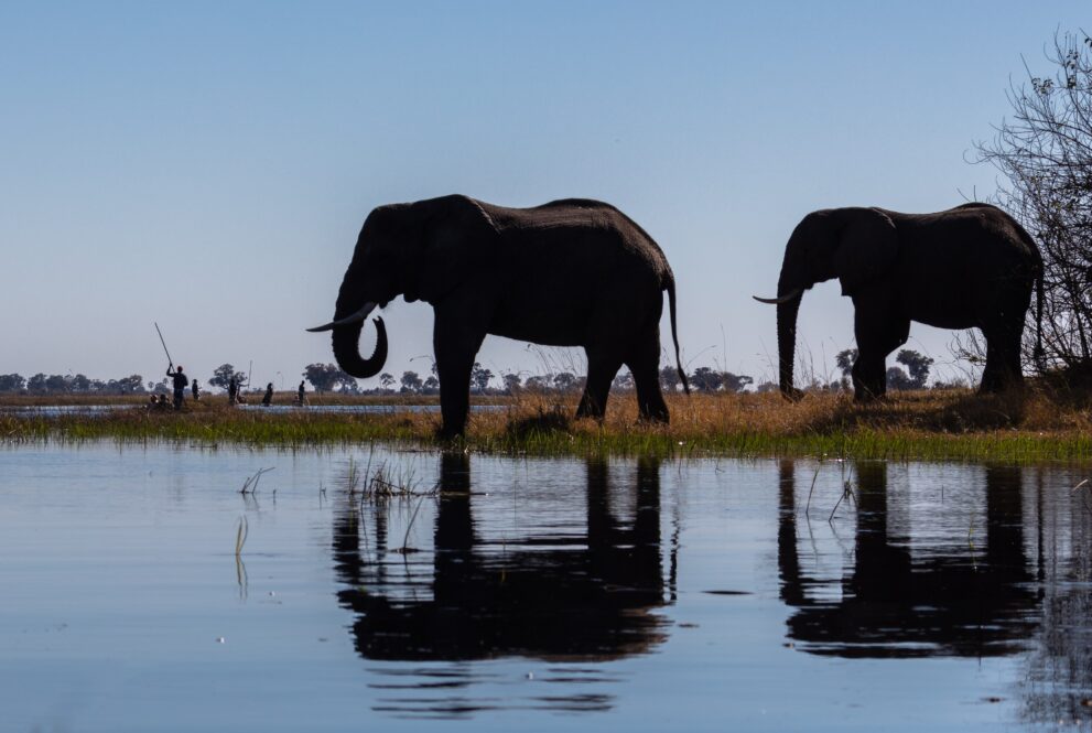 Zwei Elefanten am Ufer eines Wasserarms im Okavango-Delta, ihre Silhouetten spiegeln sich im ruhigen Wasser